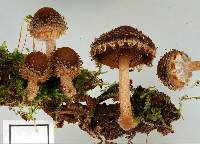 Psathyrella echinata image