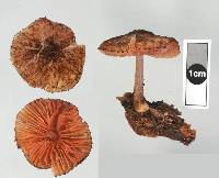 Pluteus perroseus image