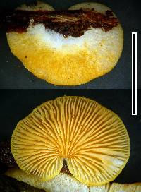 Crepidotus praecipuus image