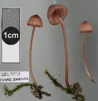 Mycena mariae image