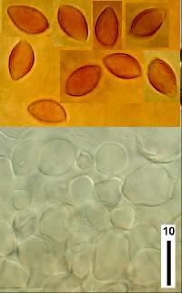 Descolea phlebophora image