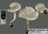 Hygrophorus involutus image