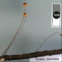 Crinipellis procera image