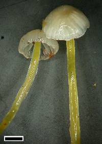 Collopus subviscosus image