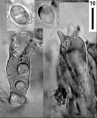 Tremellodendropsis flagelliformis image