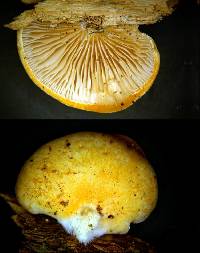 Crepidotus inconspicuus image