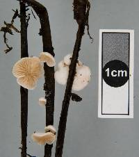 Crepidotus gilvidus image