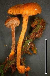 Xeromphalina podocarpi image