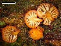 Mycena roseoflava image