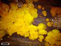 Dacrymyces lacrymalis image