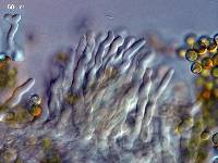 Crepidotus inconspicuus image