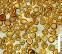 Puccinia hydrocotyles image