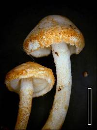 Cystolepiota hetieri image