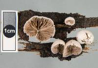 Crepidotus novae-zealandiae image