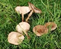 Melanoleuca exscissa var. exscissa image
