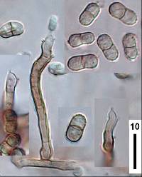 Scolecobasidium constrictum image