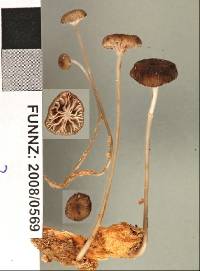 Mycena helminthobasis var. novae-zelandiae image