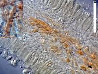 Hemimycena candida image