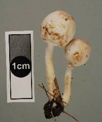 Leucocoprinus cepistipes image