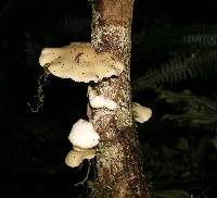 Conchomyces bursiformis image