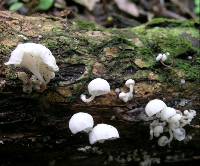 Hemimycena candida image