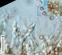 Crepidotus inconspicuus image