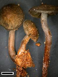 Panaeolus fimbriatus image