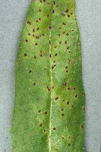 Puccinia hieracii var. hieracii image