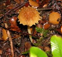 Inocybe scabriuscula image