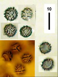 Lactarius umerensis image