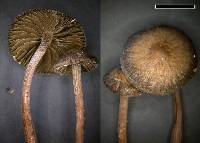 Panaeolus fimbriatus image