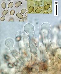 Simocybe phlebophora image