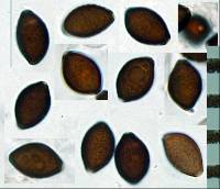 Panaeolus olivaceus image