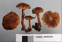 Pholiota multicingulata image