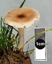 Melanoleuca exscissa var. exscissa image