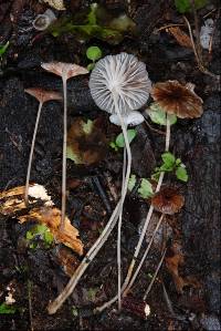 Mycena helminthobasis var. novae-zelandiae image