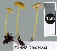 Entoloma sulphureum image