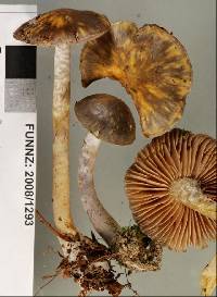 Cortinarius tessiae image