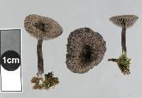 Entoloma crinitum image