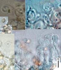 Crepidotus gilvidus image