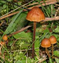 Galerina vittiformis image