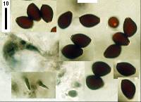 Coprinopsis mitrispora image