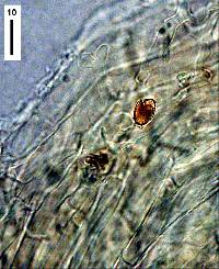 Collybiopsis rimutaka image