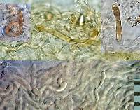 Rhodocybe muritai image