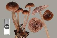 Mycena fuscovinacea image