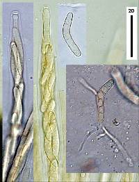 Lasiosphaeria sorbina image