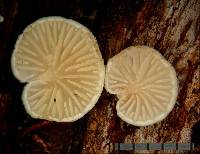 Crepidotus gilvidus image