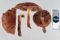 Pholiota multicingulata image