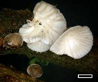 Hohenbuehelia cyphelliformis image