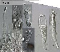 Russula griseoviolacea image